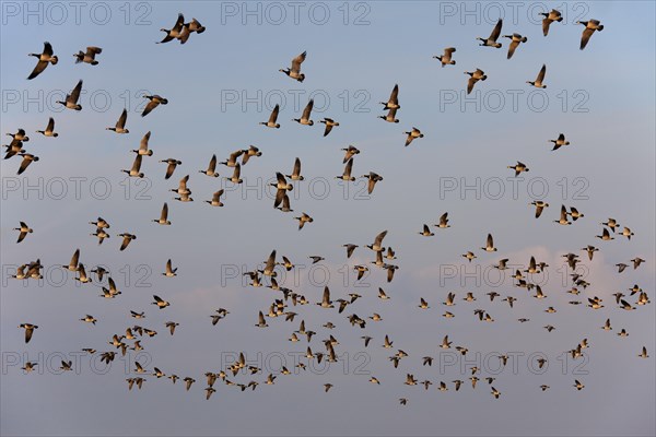 Flock of Barnacle Geese