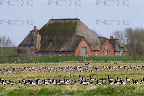 Flock of Barnacle Geese