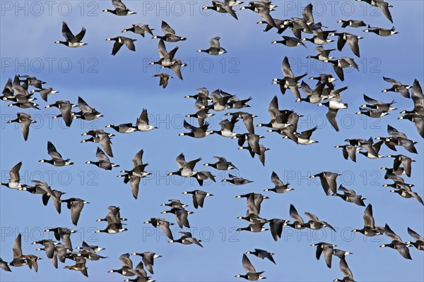 Flock of Barnacle Geese