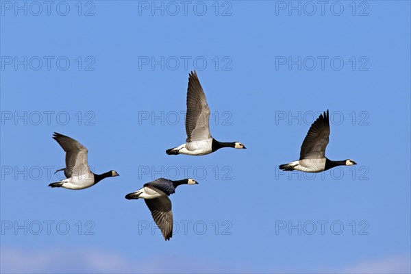 Flock of Barnacle Geese