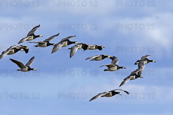 Flock of Barnacle Geese