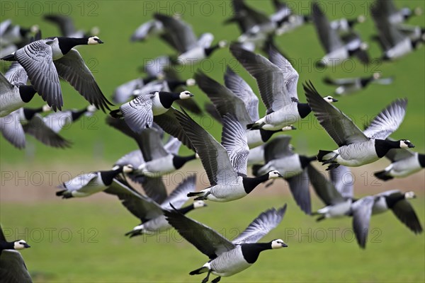 Flock of Barnacle Geese