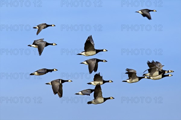 Flock of Barnacle Geese