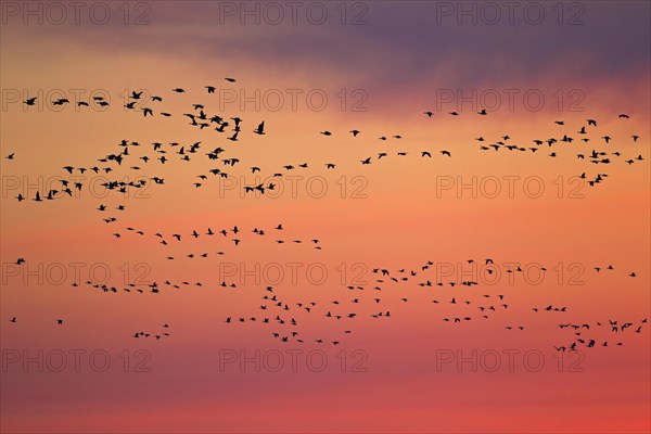 Flock of Barnacle Geese