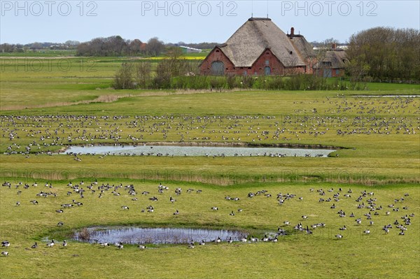 Flock of Barnacle Geese