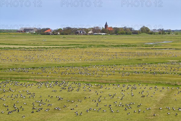 Flock of Barnacle Geese