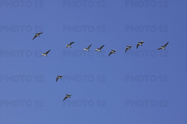 Flock of Barnacle Geese