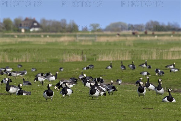 Barnacle Geese