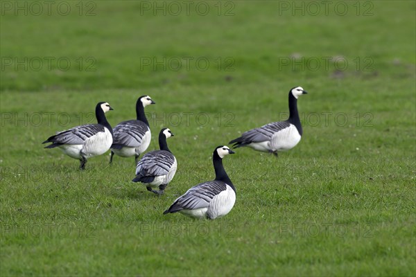 Barnacle Geese