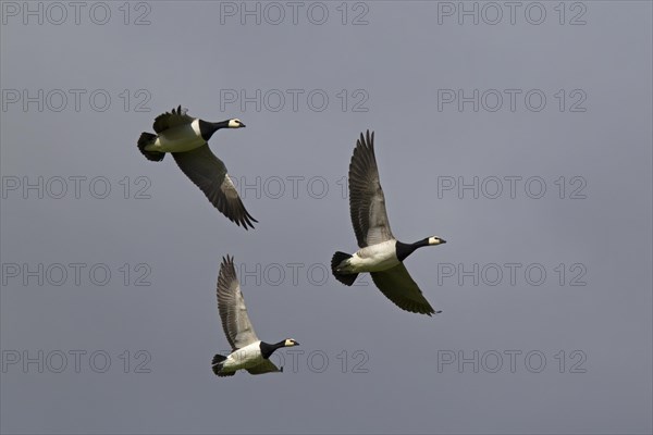 Barnacle Geese