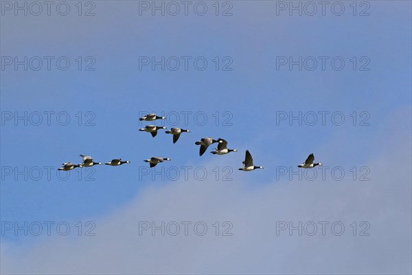 Barnacle Geese