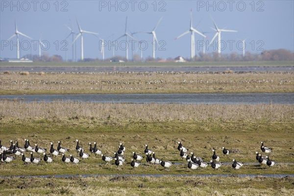 Flock of barnacle geese