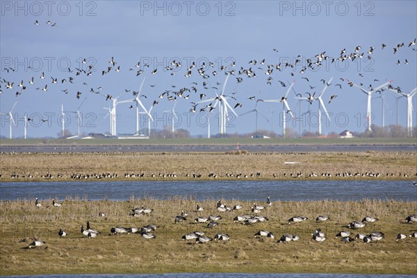 Flock of barnacle geese