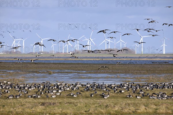 Flock of barnacle geese