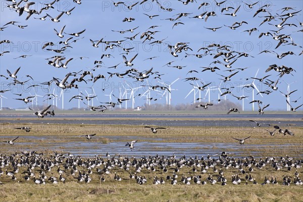 Flock of barnacle geese