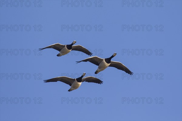 Three migrating barnacle geese