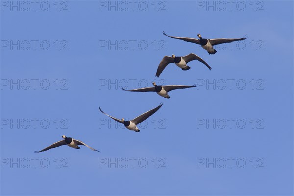 Migrating barnacle goose