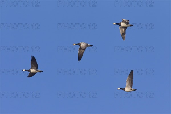 Migrating barnacle goose