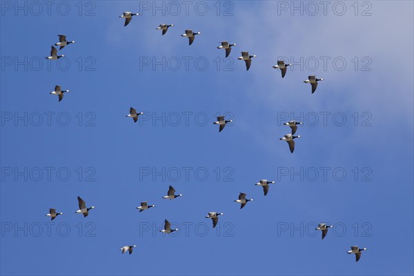 Migrating barnacle goose