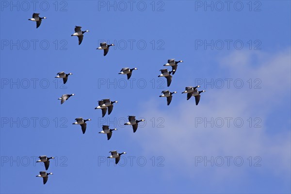 Migrating barnacle goose