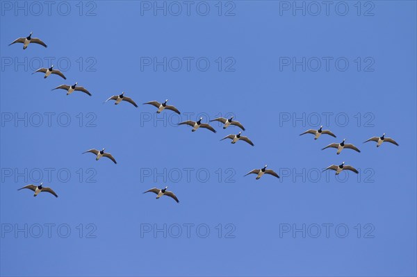 Migrating barnacle goose