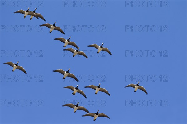 Migrating barnacle goose