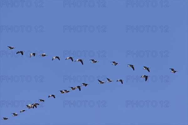 Migrating barnacle goose