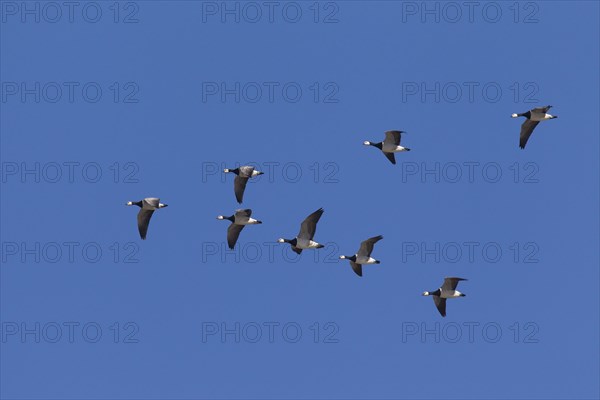 Migrating barnacle goose