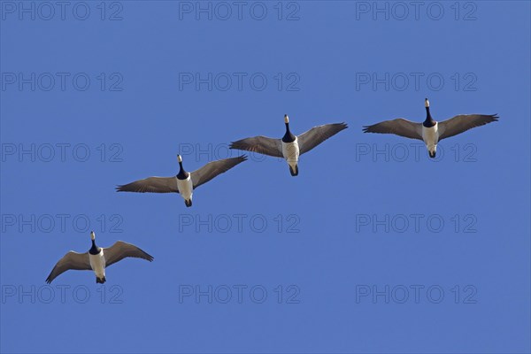 Migrating barnacle goose