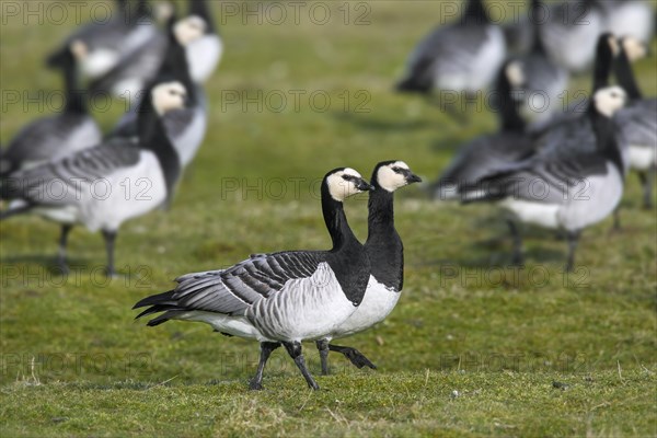 Barnacle goose