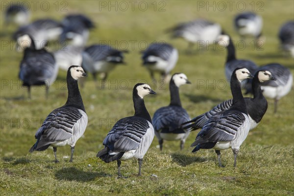 Barnacle goose