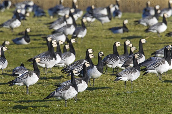 Barnacle goose