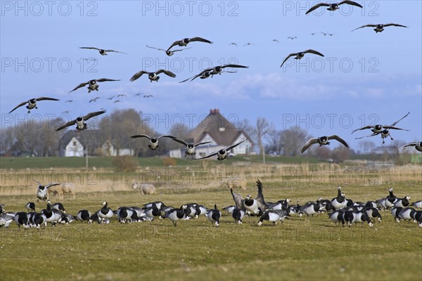 Barnacle goose