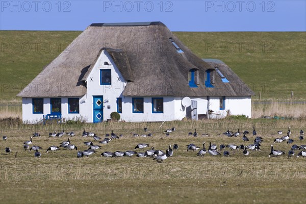 Barnacle goose