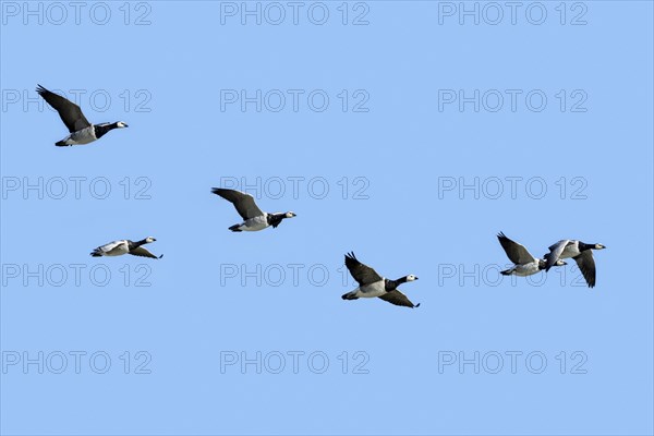 Flock of migrating barnacle geese