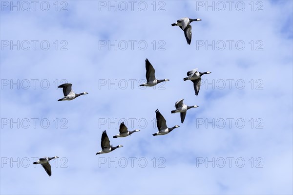 Flock of migrating barnacle geese