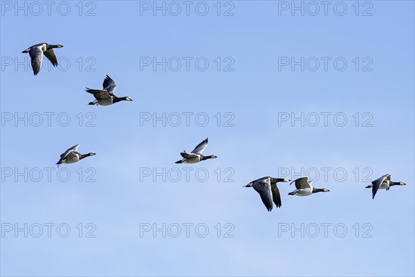 Flock of migrating barnacle geese