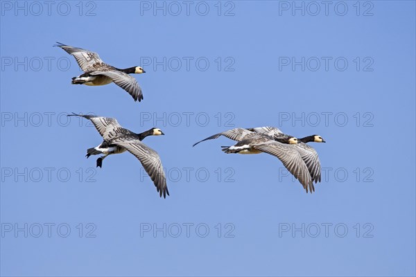 Barnacle goose