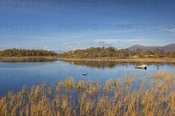 Lake in marshland of the Fokstumyra Nature Reserve in autumn