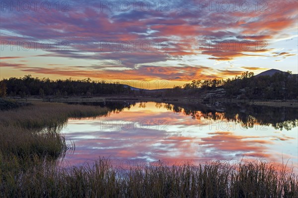 Moorland with birch trees and lake in the Fokstumyra Nature Reserve at sunset in autumn