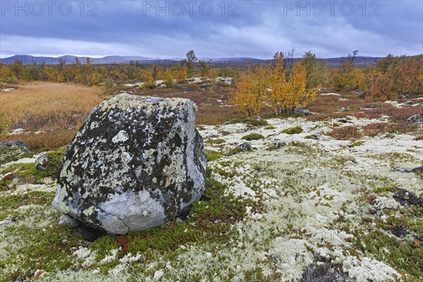 Moorland with birch trees and boulder covered in lichens in the Fokstumyra Nature Reserve in autumn