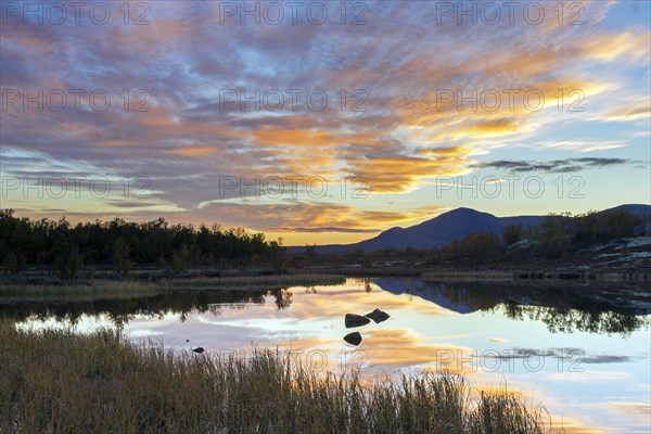 Moorland with birch trees and lake in the Fokstumyra Nature Reserve at sunset in autumn