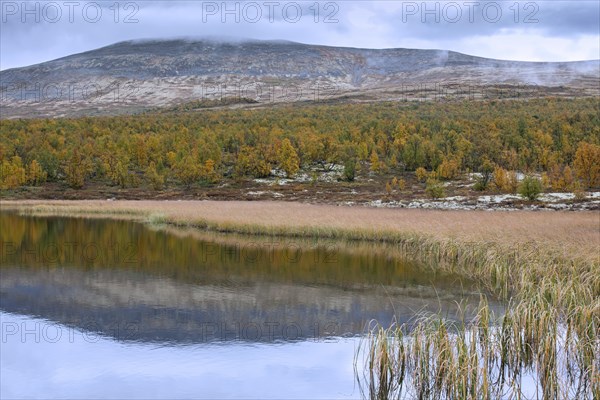 Lake and forest showing autumn colours in the Fokstumyra Nature Reserve in Dovrefjell