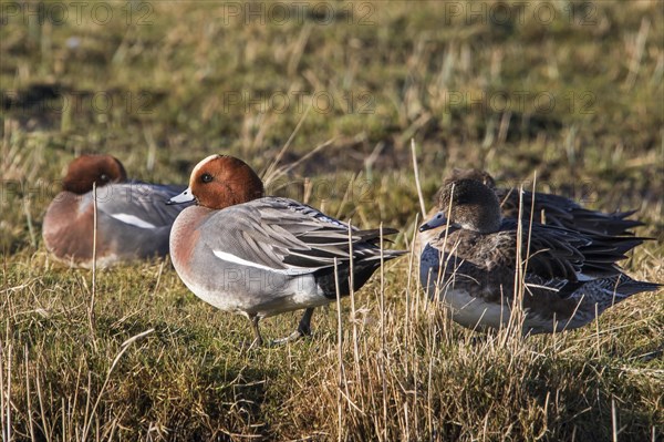 Eurasian wigeon