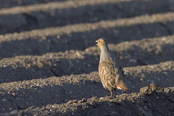 Grey partridge