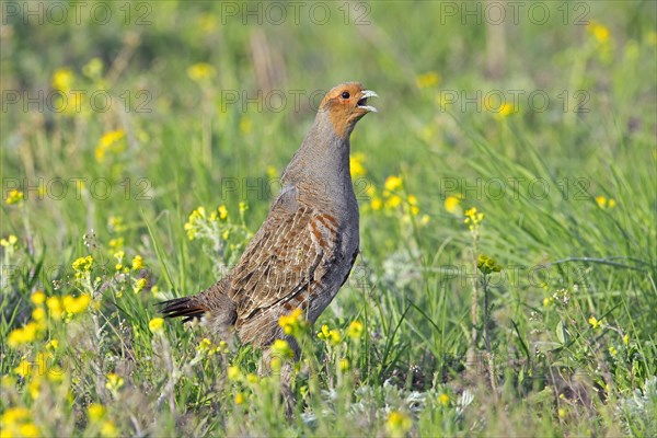 Grey partridge