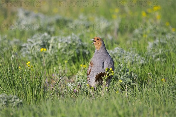 Grey partridge