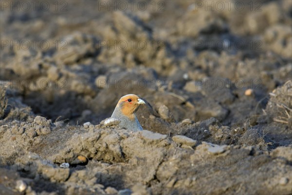 Grey partridge