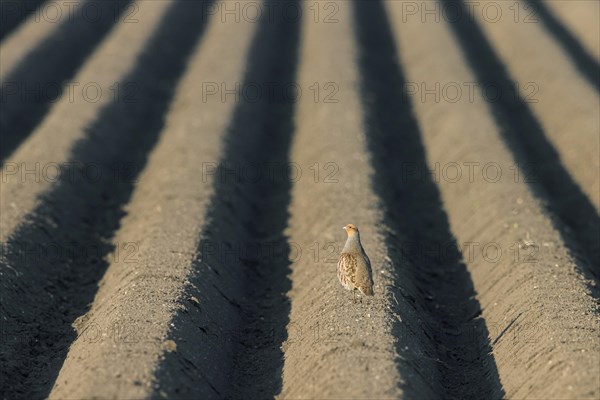 Grey partridge