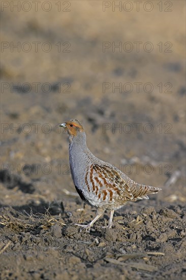 Grey partridge